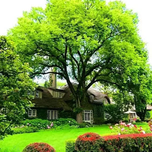 Majestic leafy green Elm Tree with sprawling canopy in front of charming house