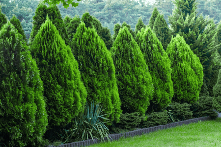 A row of lush, vibrant green coniferous trees with dense, pyramid-shaped foliage.