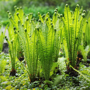 Vibrant fiddlehead fern fronds with coiled tips and serrated edges