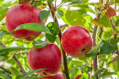 Three shiny red apples hang from a tree branch, their smooth skin reflecting light and surrounded by green leaves.