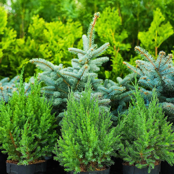 Evergreen Conifers