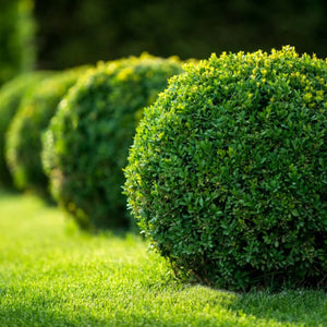 Lush spherical Green Velvet Boxwood shrub with dense trimmed foliage