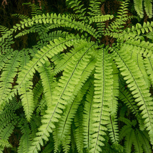 Vibrant lime-green Maidenhair Fern fronds with feathery leaves