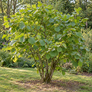 hazel nut tree - TN Nursery