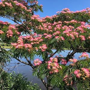 Vibrant pink fluffy blossoms on Mimosa Tree with lush green leaves