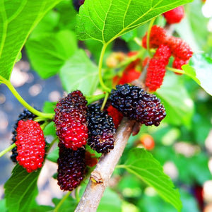 Ripe mulberries transitioning red to black on Mulberry Tree branch with green leaves