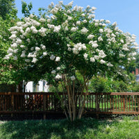 Natchez Crepe Myrtle Tree