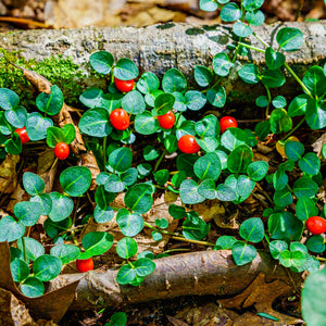 Vibrant Partridge Berry red berries among lush green leaves on mossy forest floor
