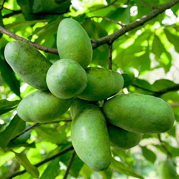 Cluster of green oval pawpaw fruits on Pawpaw Tree branch