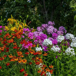 Vibrant perennial grab bag with purple phlox, orange coneflowers, yellow lilies