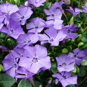 Purple vinca periwinkle plant with delicate petals and glossy green leaves