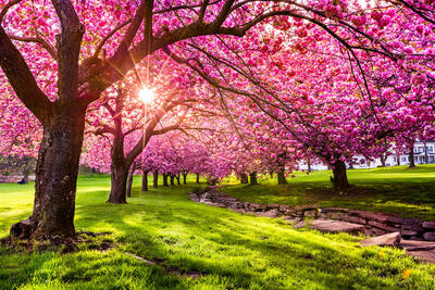A vibrant pink cherry blossom tree with dense, blossoming branches arching overhead in a sunlit park.