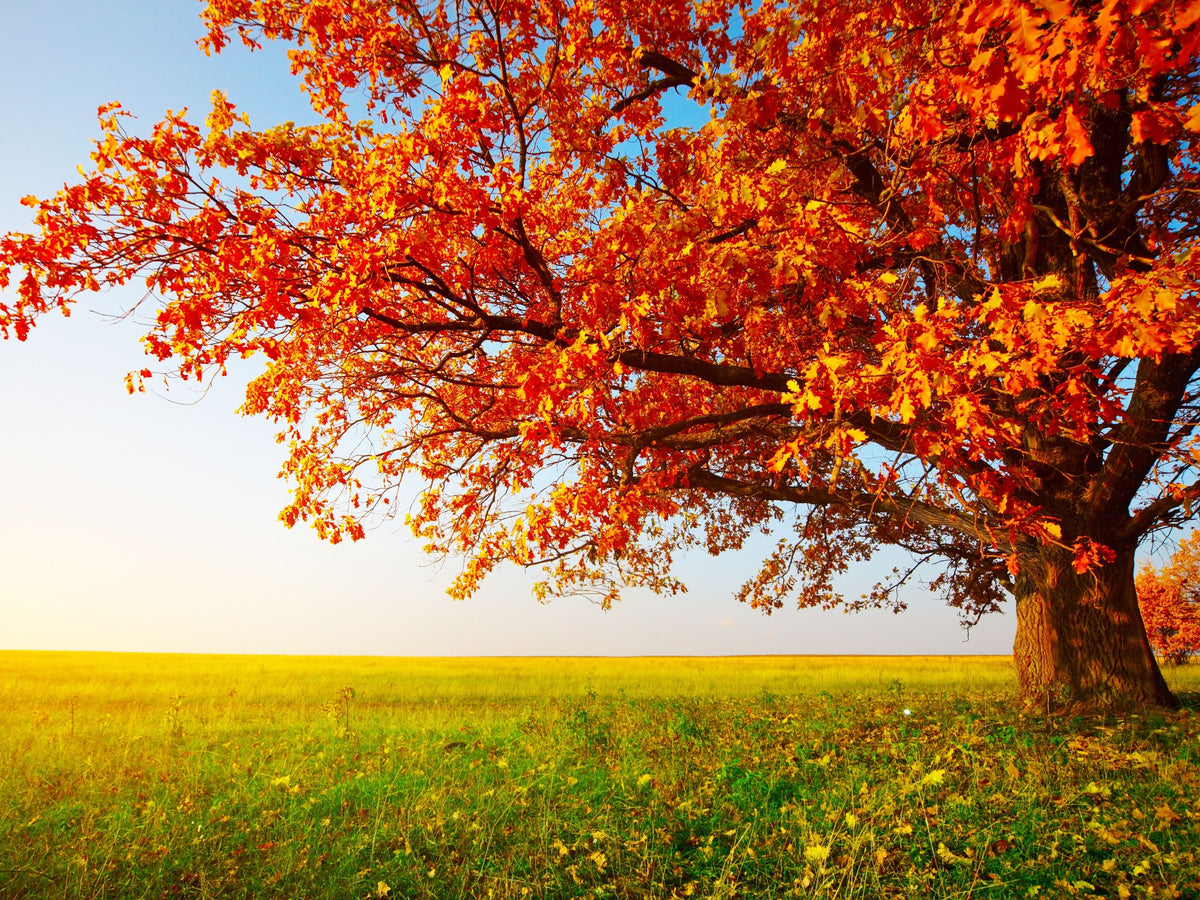 A majestic tree with vibrant orange and red autumn leaves stands in a golden field under a clear blue sky.