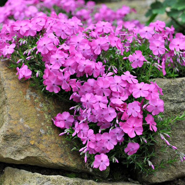 Creeping phlox dense pink flowers cascading over weathered stone