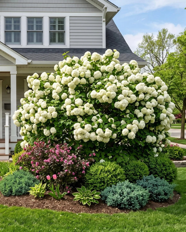 Large white panicle hydrangea in full bloom in front of a modern farmhouse with pink flowers below - TN Nursery