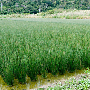 Soft Rush Grass - TN Nursery