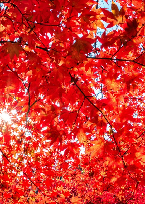 Red Sunset Maple Trees $9.99 Clearance