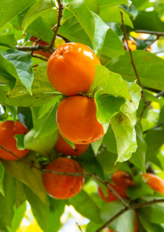 Fruiting Persommon Trees