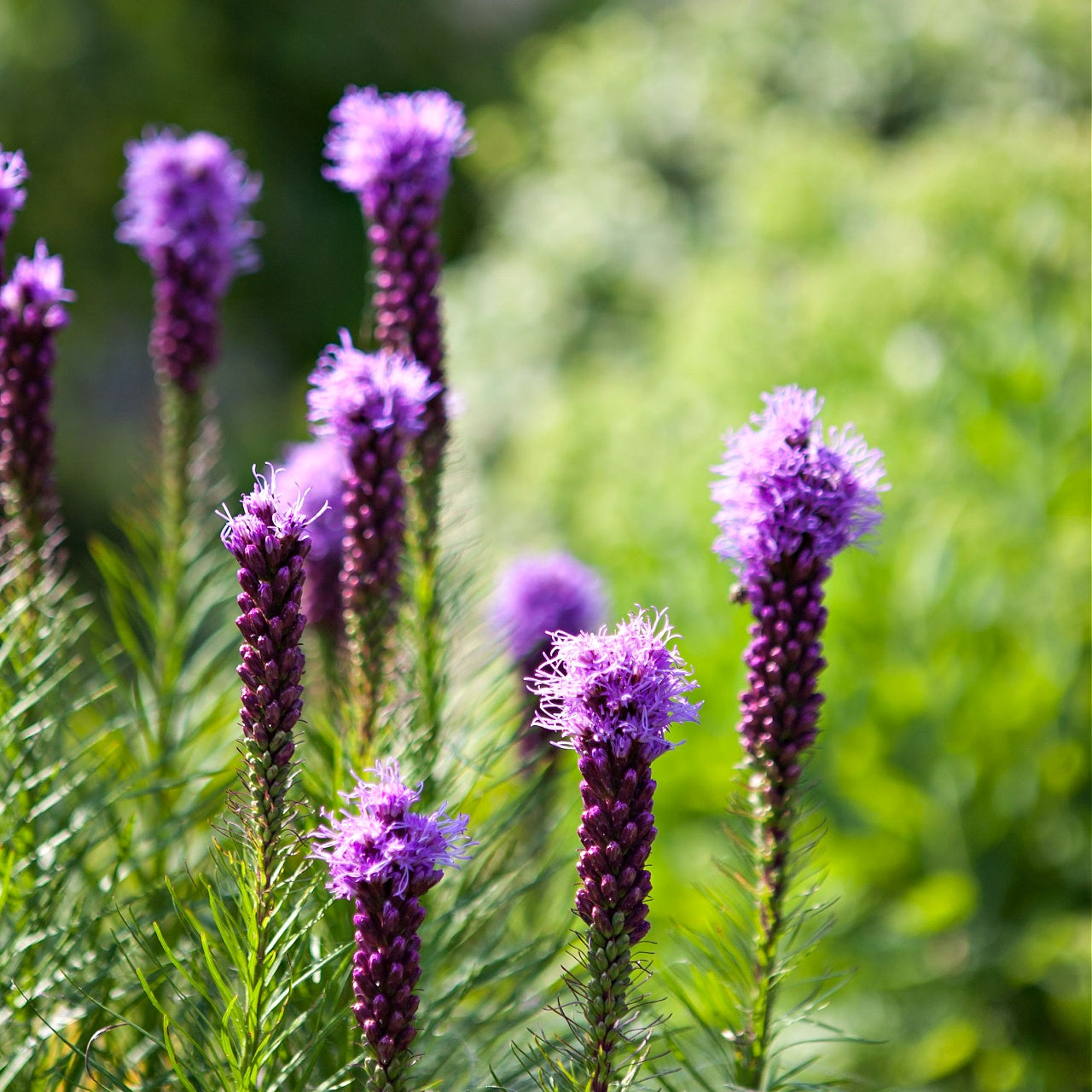 gayfeather plant Gayfeather Liatris