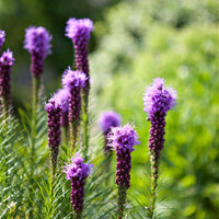 Gayfeather Liatris Plant