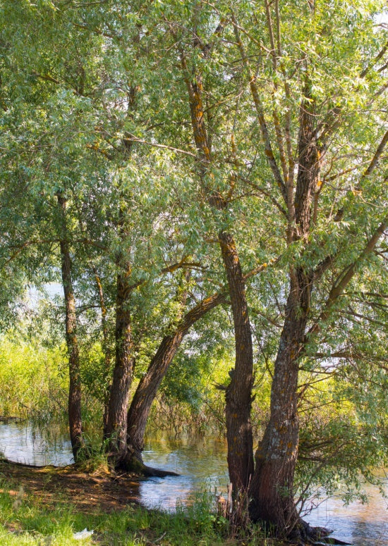 Black Willow Trees