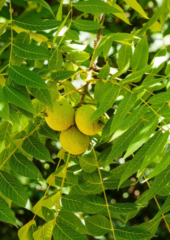 Black Walnut Trees Back In Stock