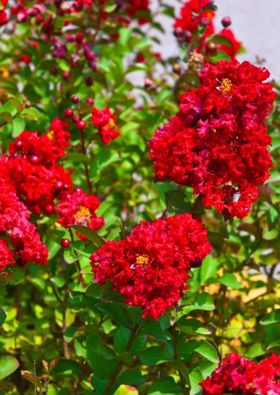 Red Crepe Myrtle $9.99