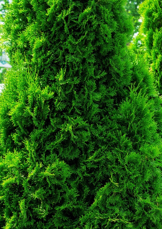 Huge Green Giant Arborvitaes 3-4'