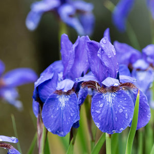 Vibrant purple Siberian iris plant with glistening water droplets on petals