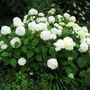 Smooth Hydrangea Shrub: lush bush of white flowers and vibrant green leaves