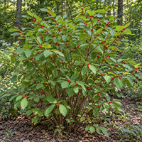 Spice Bush