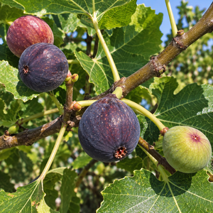 Fig Tree
