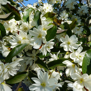 Sweet Bay Magnolia Tree with delicate white flowers and glossy green leaves