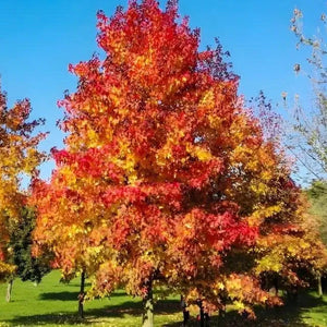 Vibrant Sweet Gum Tree with fiery red and golden-yellow autumn leaves against blue sky