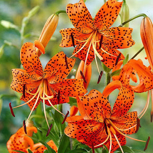 Tiger Lily - TN Nursery