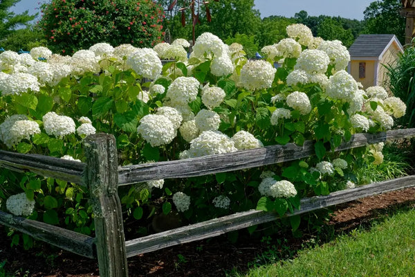 Bushes & Shrubs