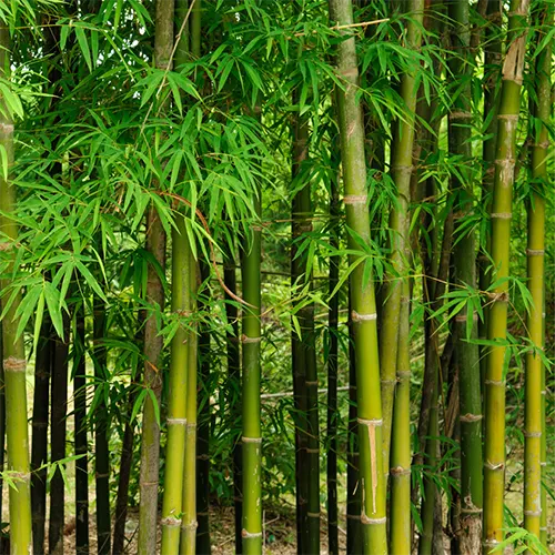 Deals Bamboo