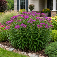 Ironweed Plant