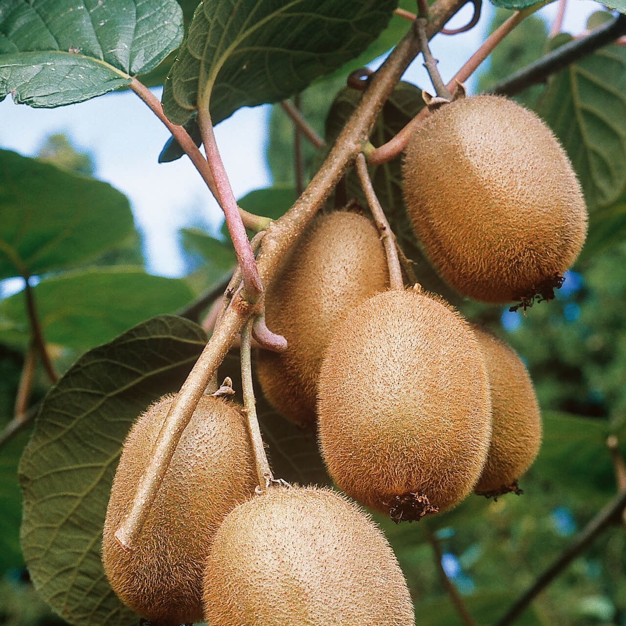 A group of brown teddy bears in a white net photo – Kiwi fruit