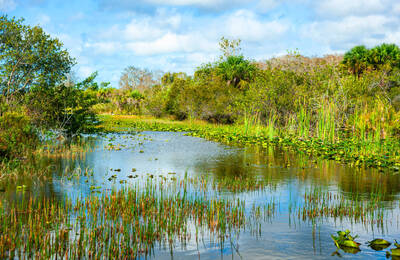 Calm green water reflecting a blue sky and trees