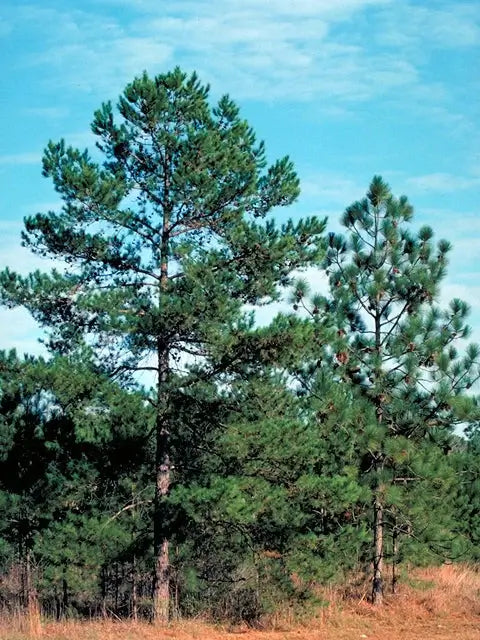 Straight Tall Pine Trees Reaching To The Blue Sky On A Sunny