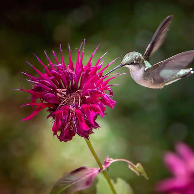 Pollinator Plants