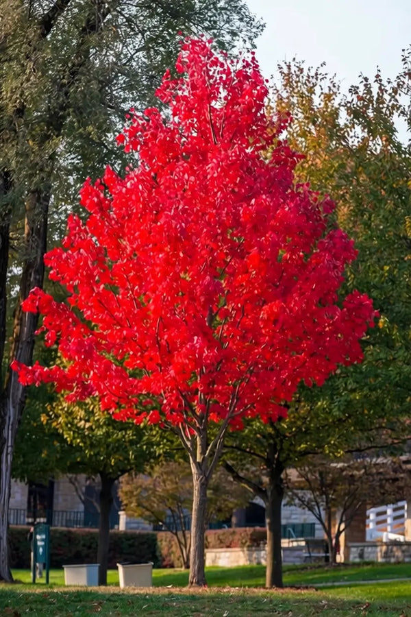 Trees