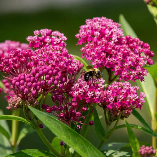 milkweed plant - tn nursery