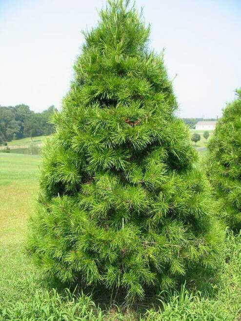 A lush, vibrant green pine tree with dense, needle-like foliage and a classic conical shape.