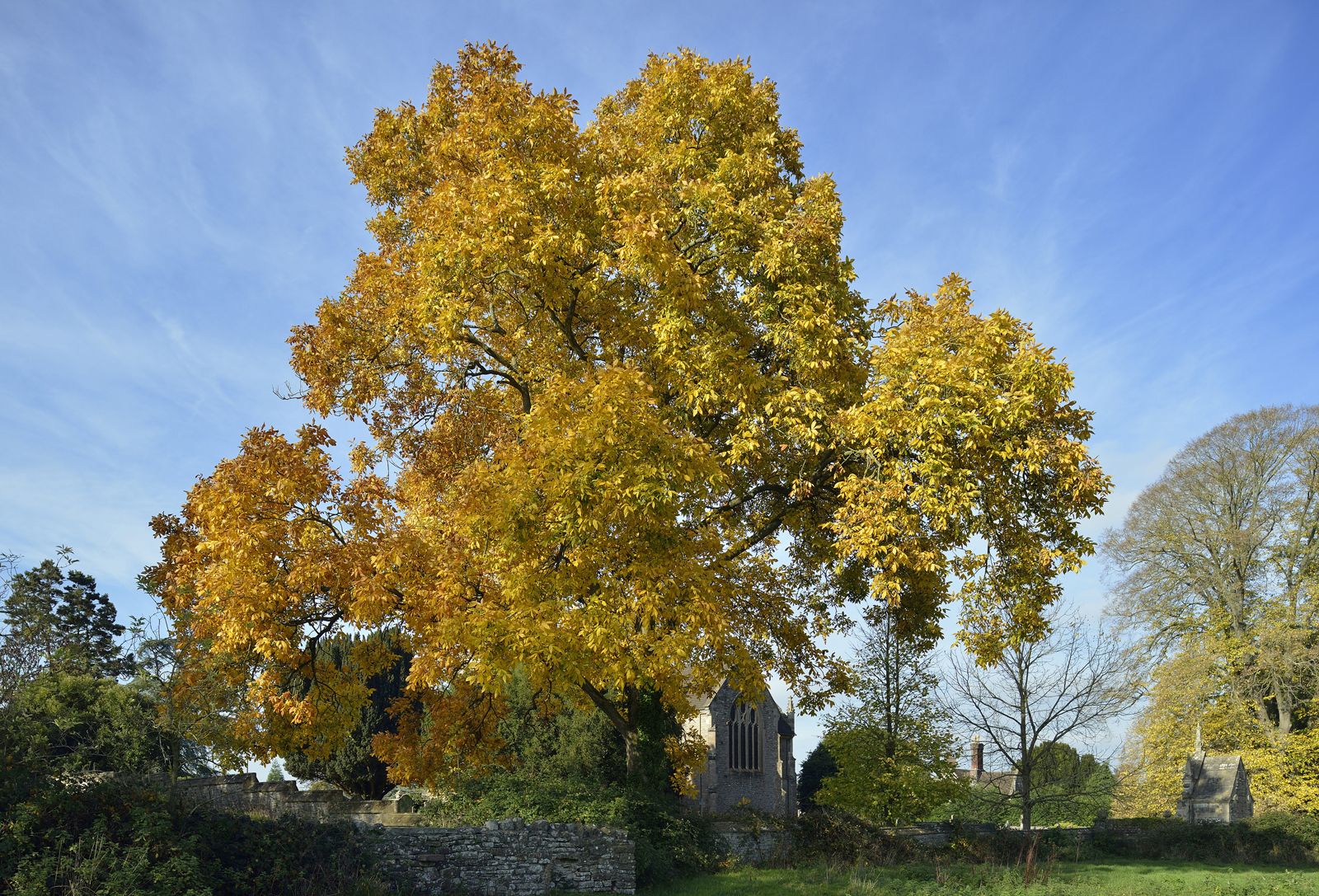 Hickory | Definition, Tree, Leaves, Nut, & Facts | Britannica