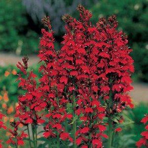 Red Cardinal Flower 5 Roots, Lobelia Cardinalis - Etsy