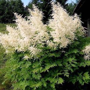 60+ ARUNCUS GoatsBeard, Thrives in SHADE Perennial Flower Seeds