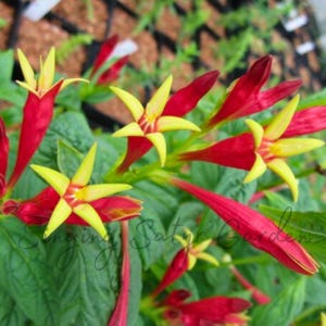 Indian Pink Bulbs, Spigelia Marilandica, Little Redhead, Perennial Flower  Bulbs, Firecracker Plant, Hummingbird Flower, Clumping Plants - Etsy