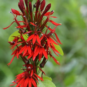 Cardinal Flower Lobelia Cardinalis Perennial Live Starter Plant FREE  SHIPPING - Etsy